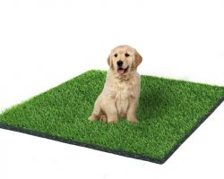 Choosing the Best Dog Grass Pad for Your Balcony – A Comprehensive Guide