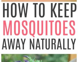 Expert Tips on Effective Ways to Keep Mosquitoes Away from Your Balcony