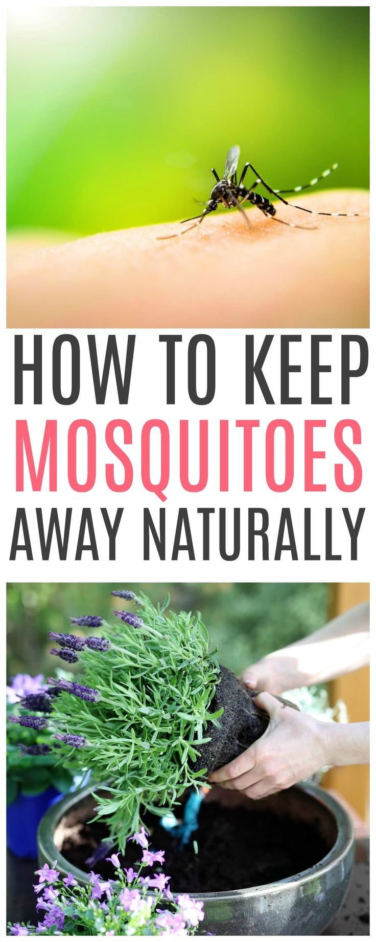 Effective Ways to Keep Mosquitoes Away from Your Balcony - Expert Tips