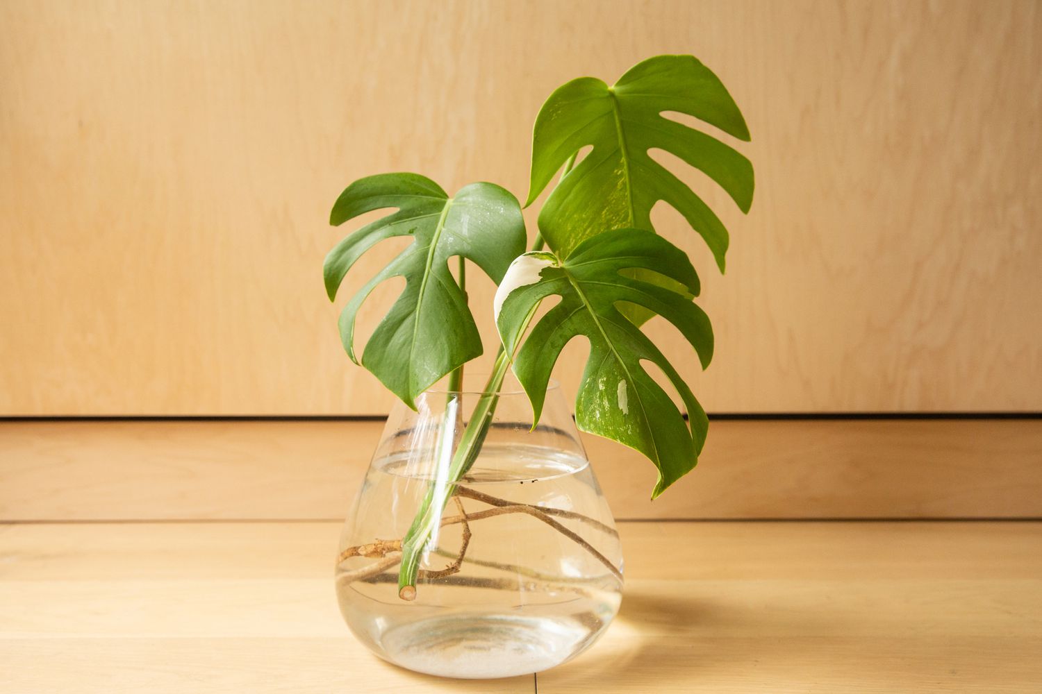 A close-up perspective of a monstera cutting developing roots in a glass of water.