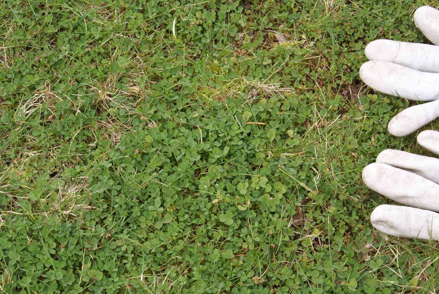 Trifolium repens 