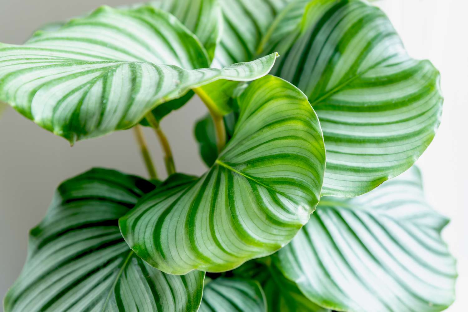 Calathea orbifolia features circular leaves adorned with patterned stripes that grow in clusters.