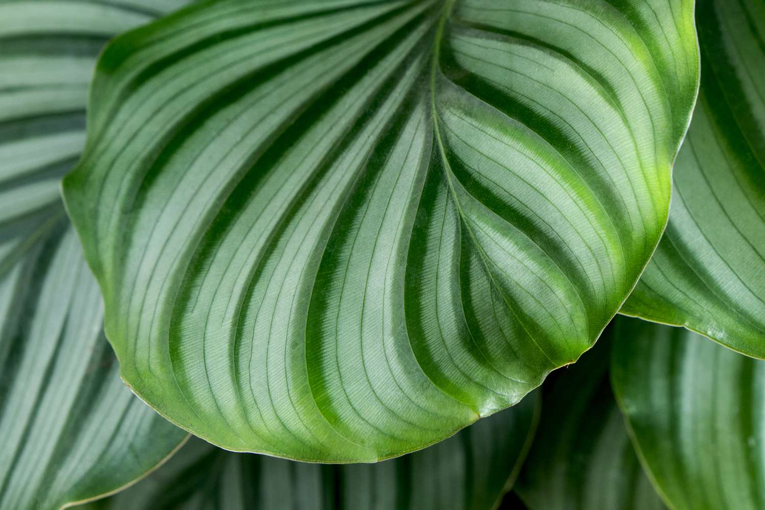 Close-up of Calathea orbifolia featuring its round, striped foliage.