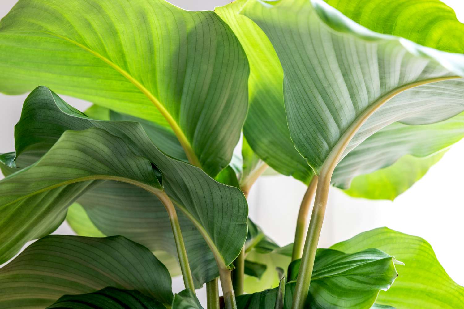 Stems of the Calathea orbifolia plant are situated beneath its broad, rounded foliage.