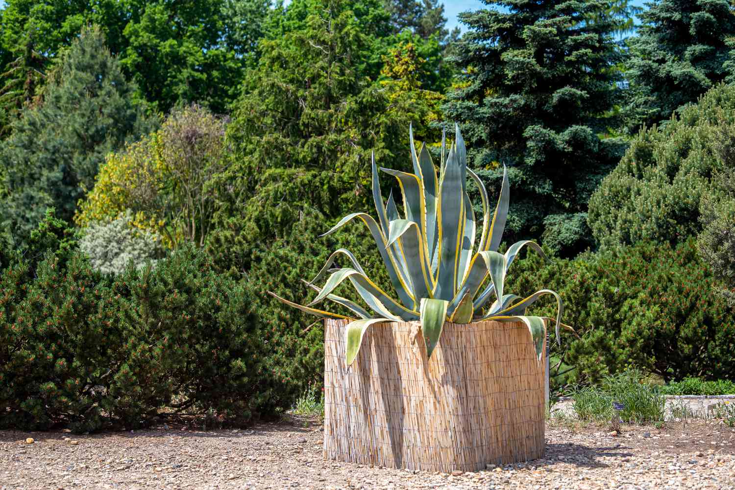 A century plant featuring broad, succulent gray-green foliage positioned in front of a forest.