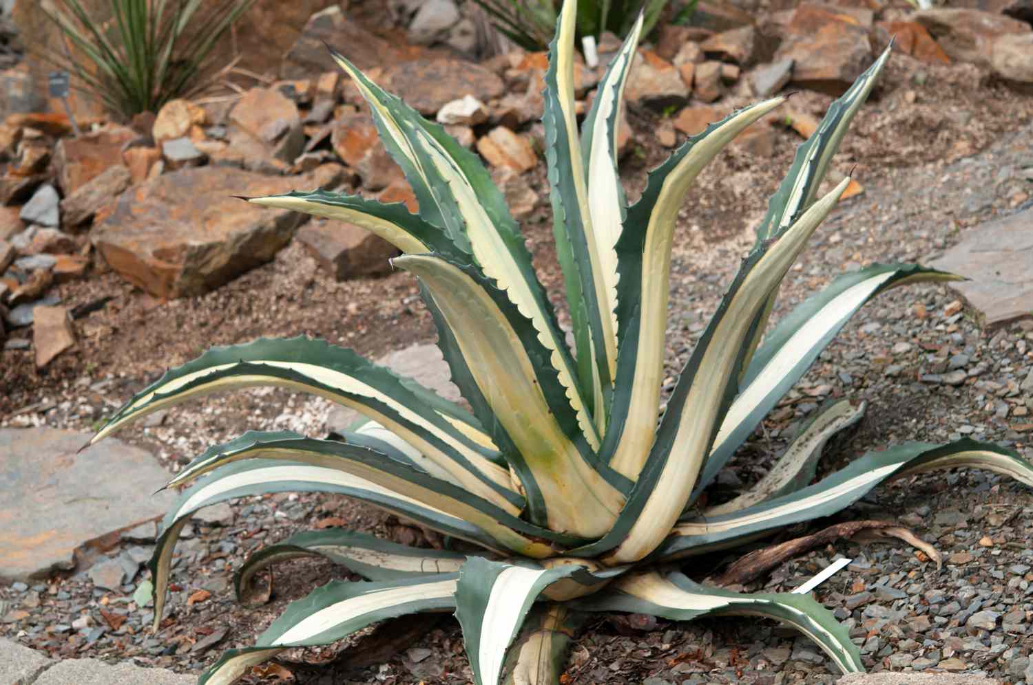 A century plant featuring thick, variegated leaves in shades of white and gray-green, nestled among stones.