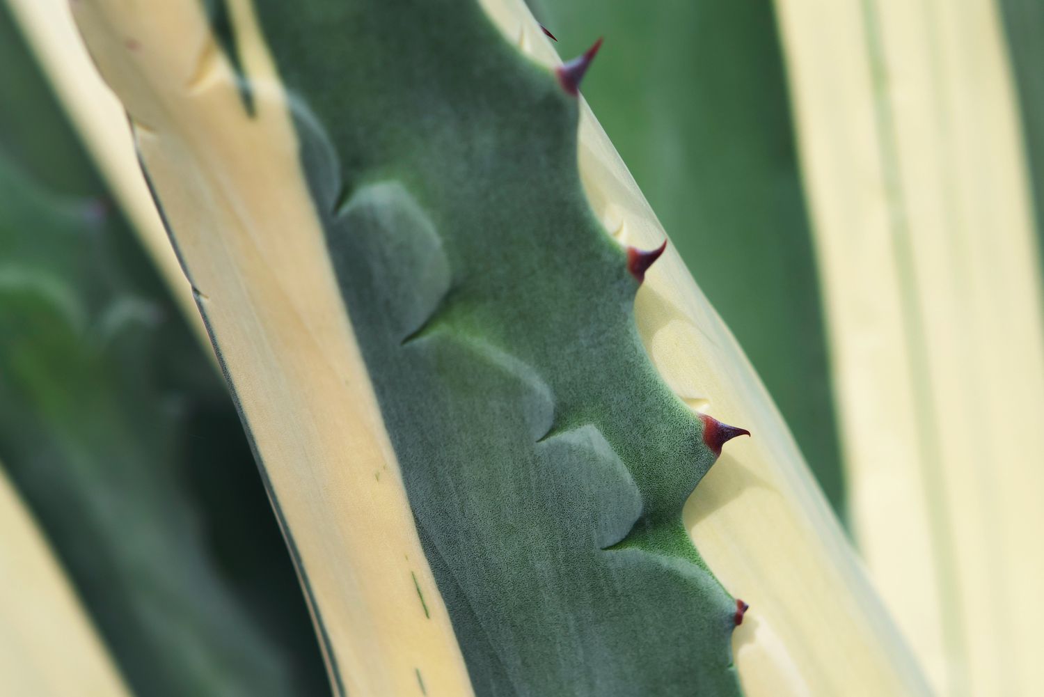 Close-up of a century plant leaf featuring spiky edges on its thick gray-green and white foliage.