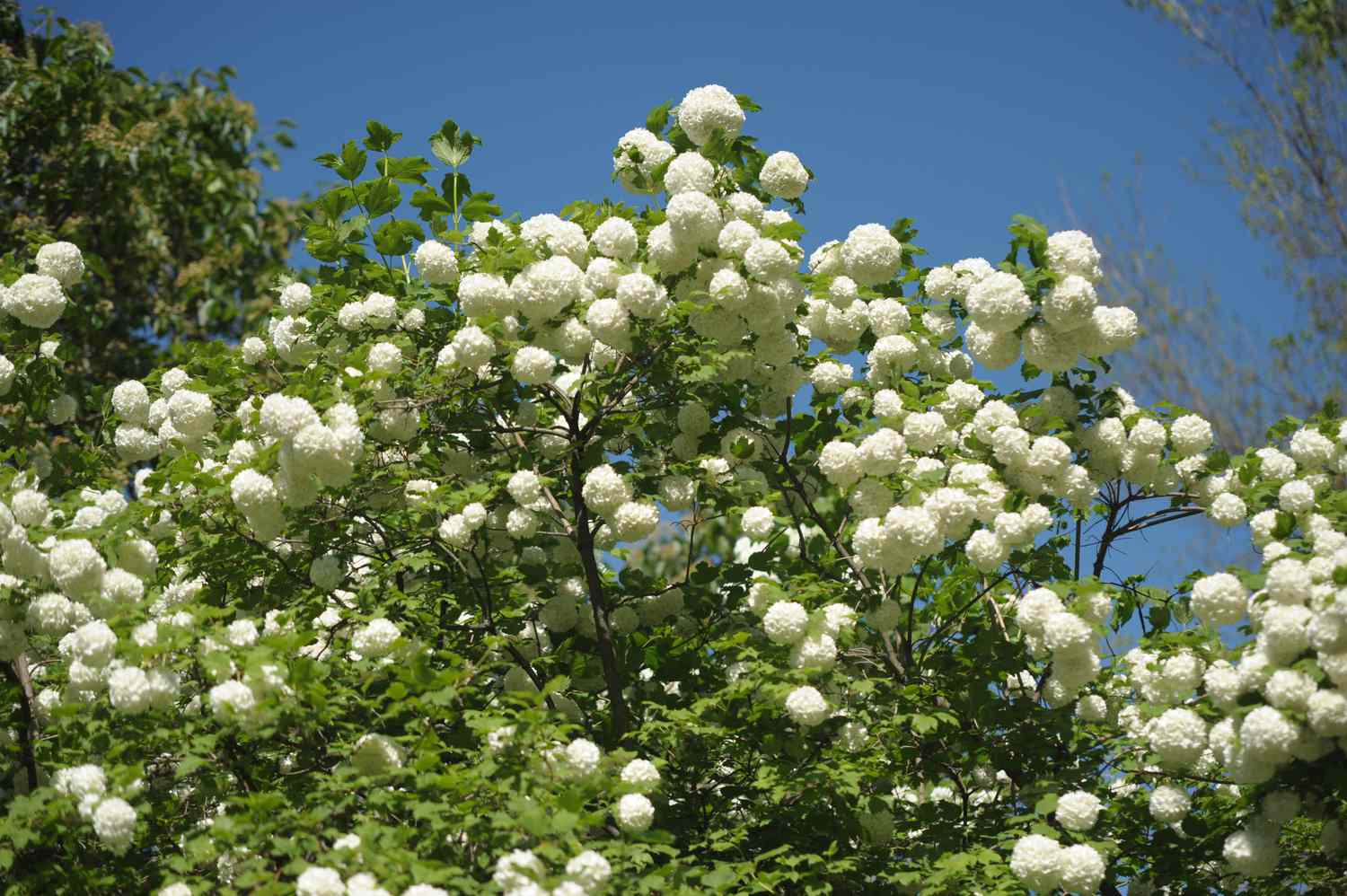 The Chinese snowball viburnum is a shrub adorned with clusters of white flowers resembling softballs, which beautifully blanket its branches when illuminated by sunlight.