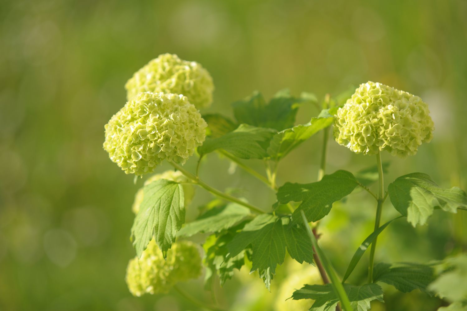 A branch of the Chinese snowball viburnum shrub adorned with soft green, softball-sized floral clusters and foliage.