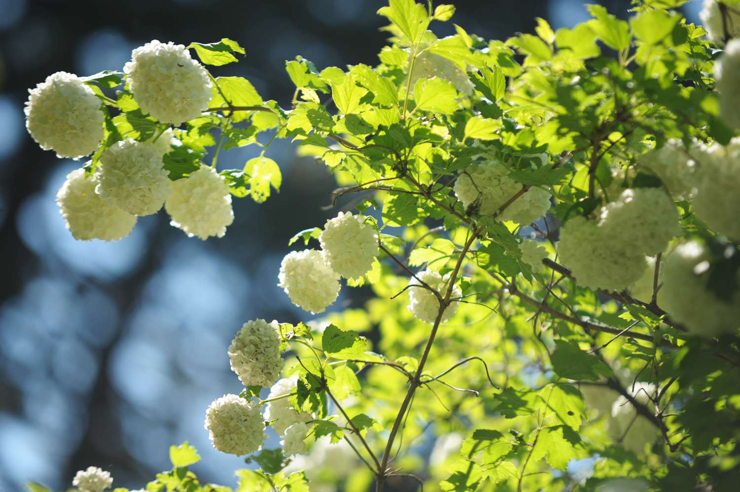 The Chinese snowball viburnum is a shrub characterized by its elongated branches and large, white, softball-sized flowers that bloom at the tips, basking in the sunlight.