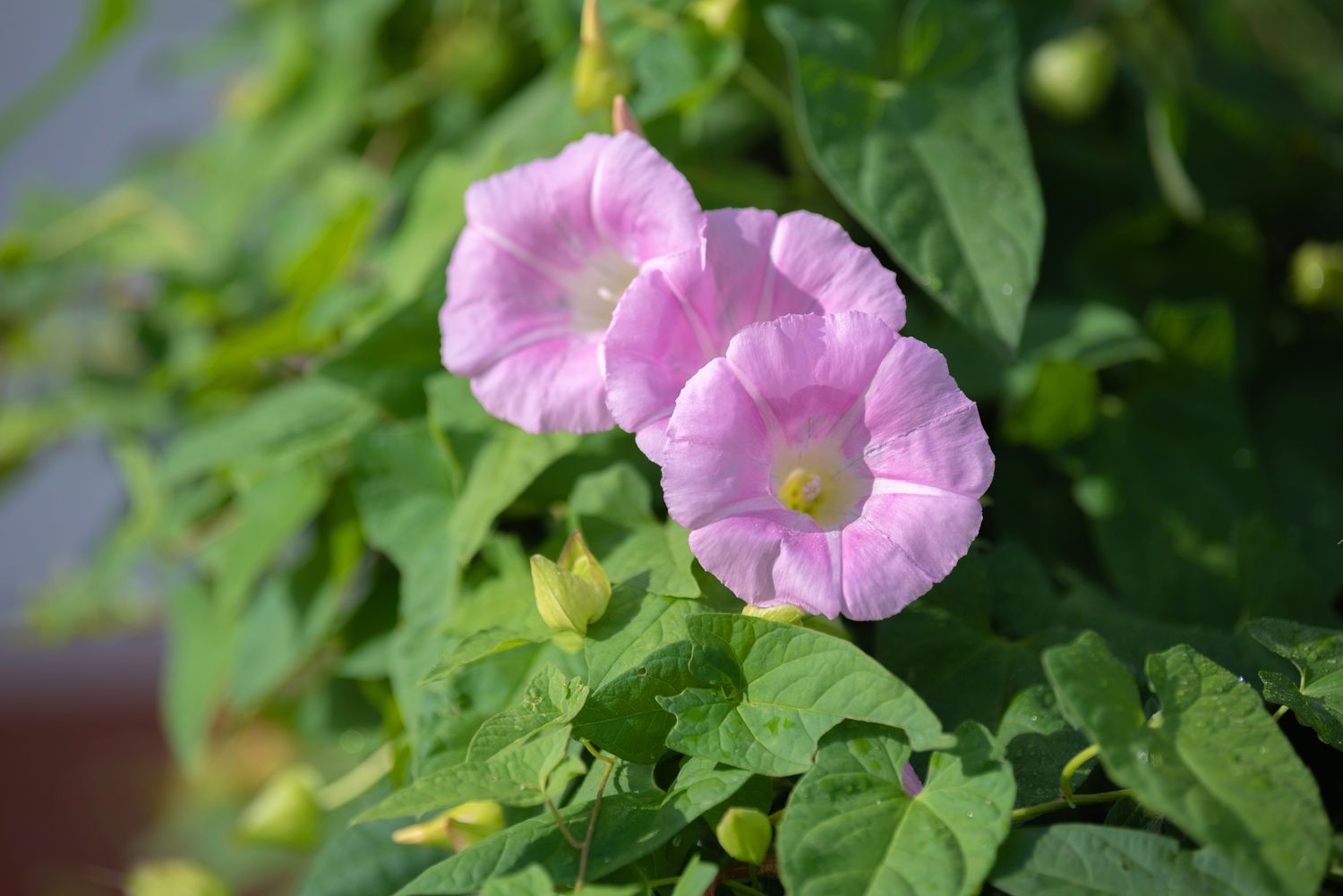 A bindweed plant featuring delicate cup-shaped blossoms in shades of light pink and white, nestled among its foliage and illuminated by sunlight in a close-up view.