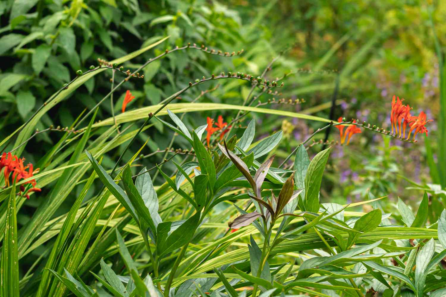 crocosmia