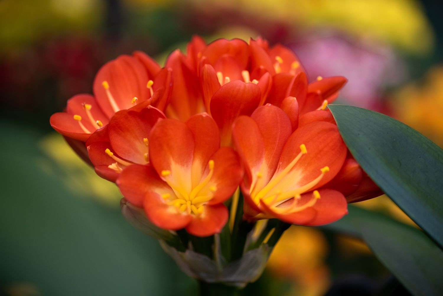 A close-up view of young fire lilies beginning to bloom.