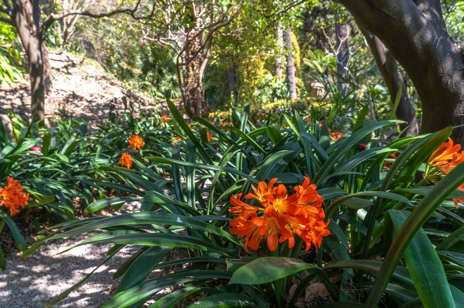 Frontal perspective of vibrant orange fire lilies.