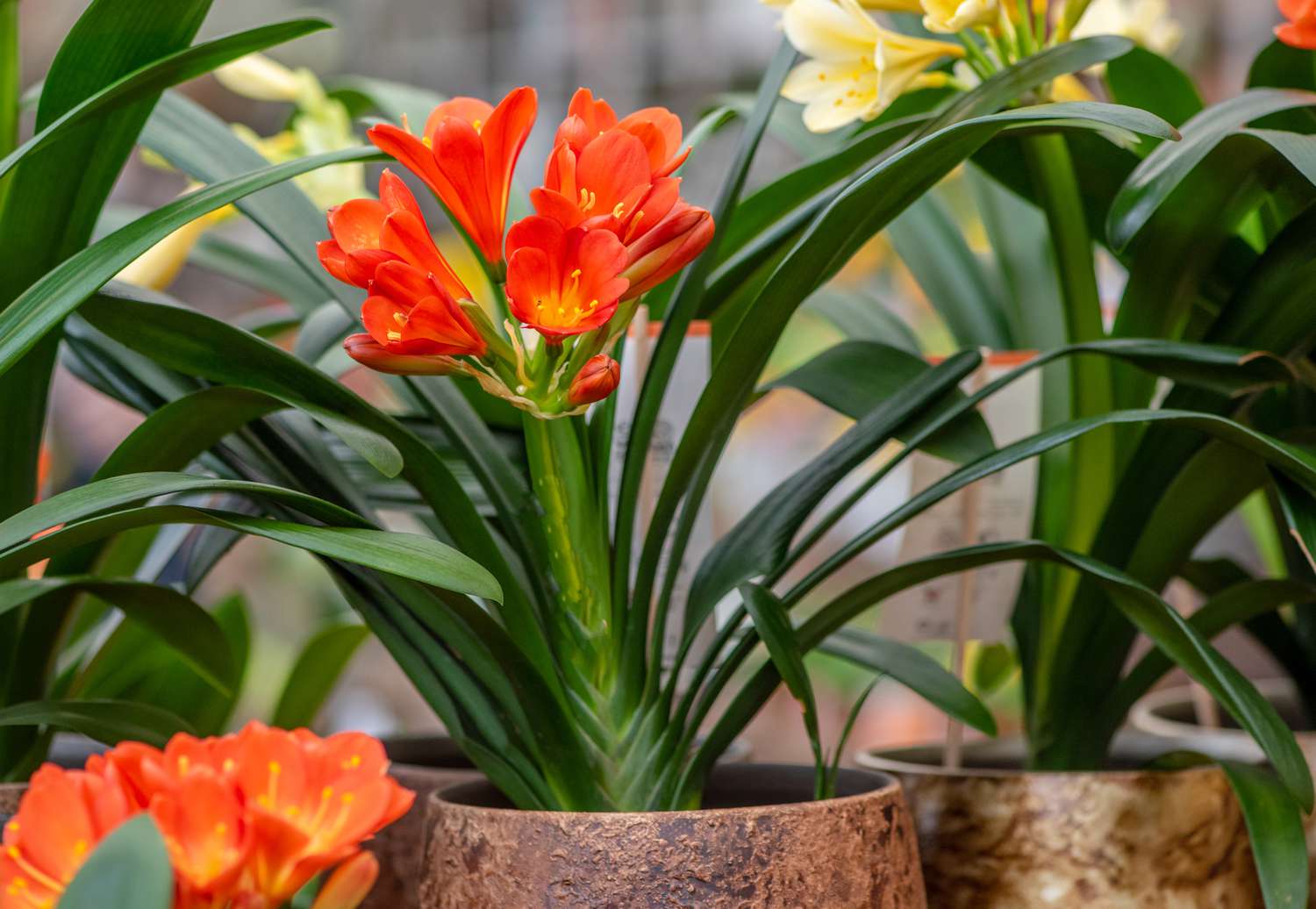 A detailed view of fire lilies thriving in containers.