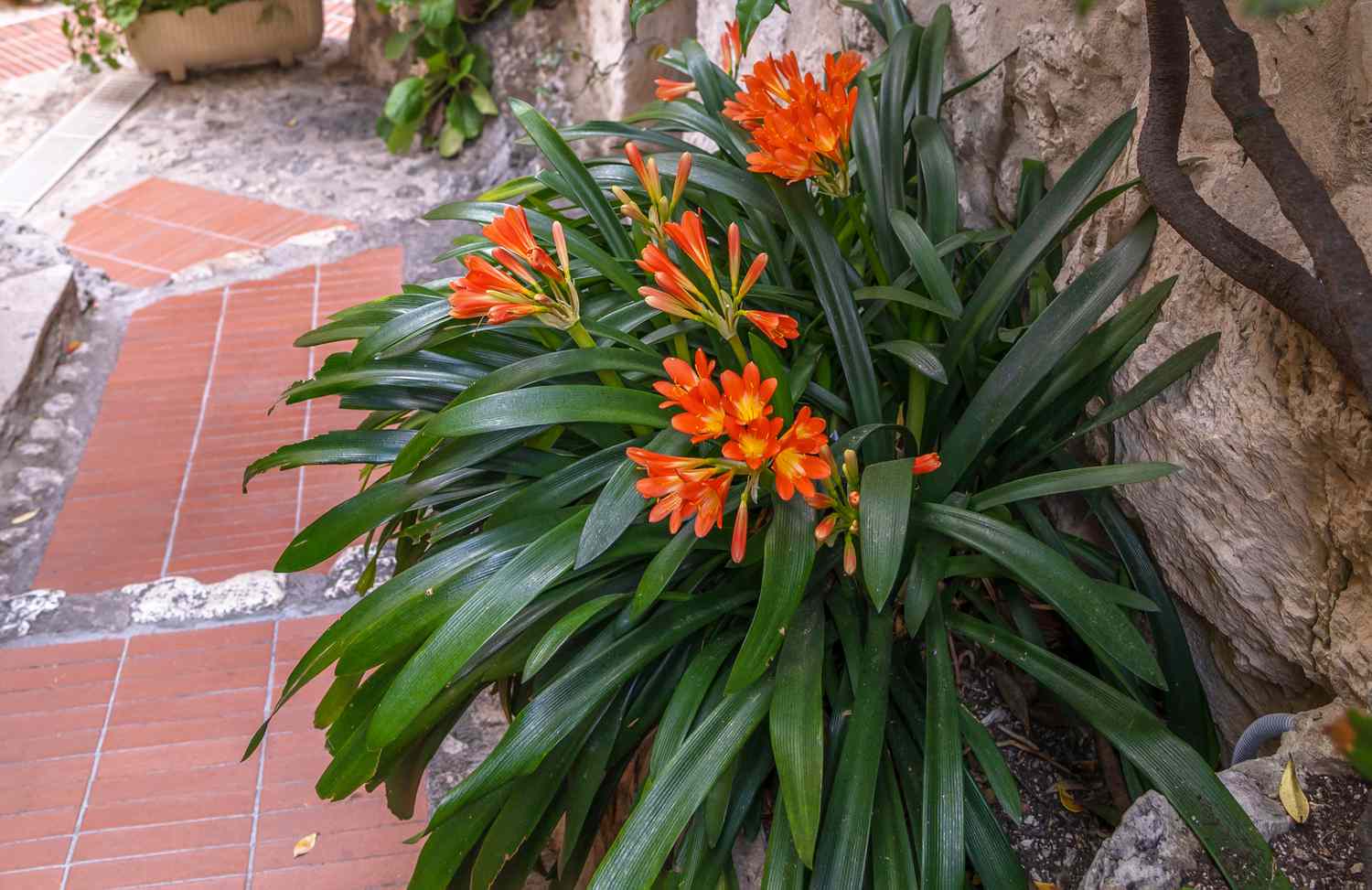 Flame-colored lilies blooming in the soil beside a walkway.