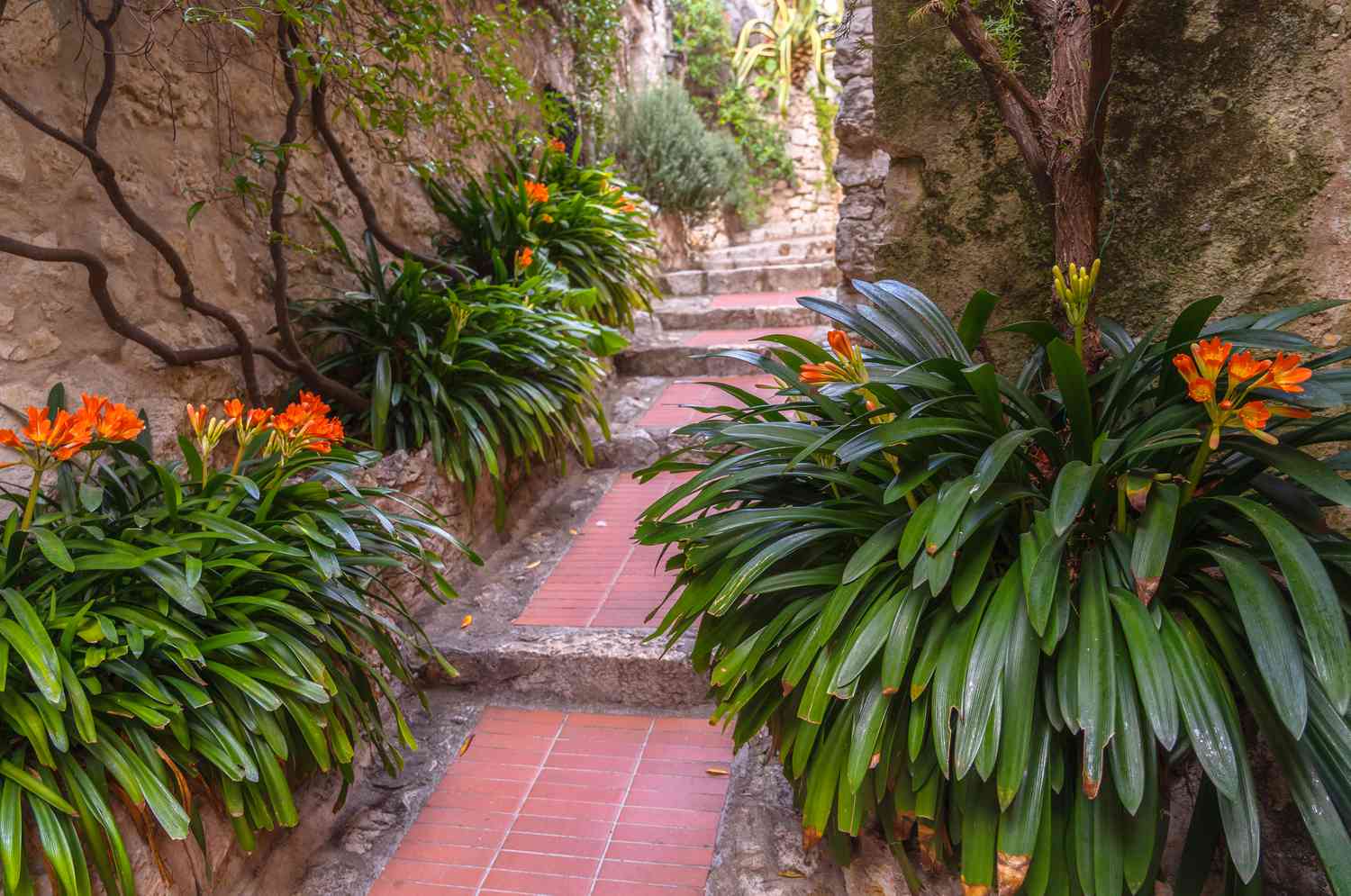 Vibrant orange fire lilies blooming beside a trail.