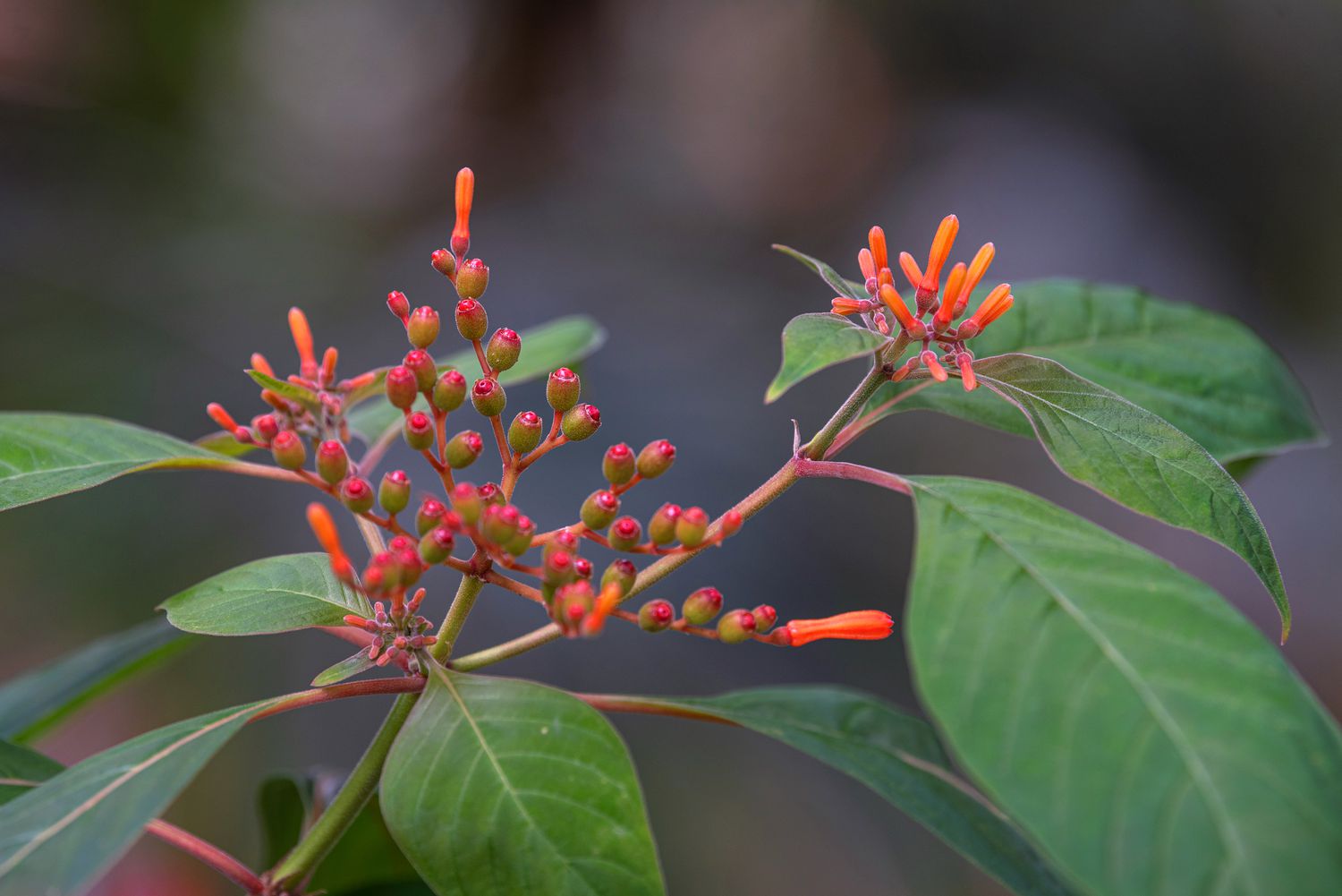 Close-up of a firebush shrub branch featuring vibrant orange-red buds and tubular blossoms.