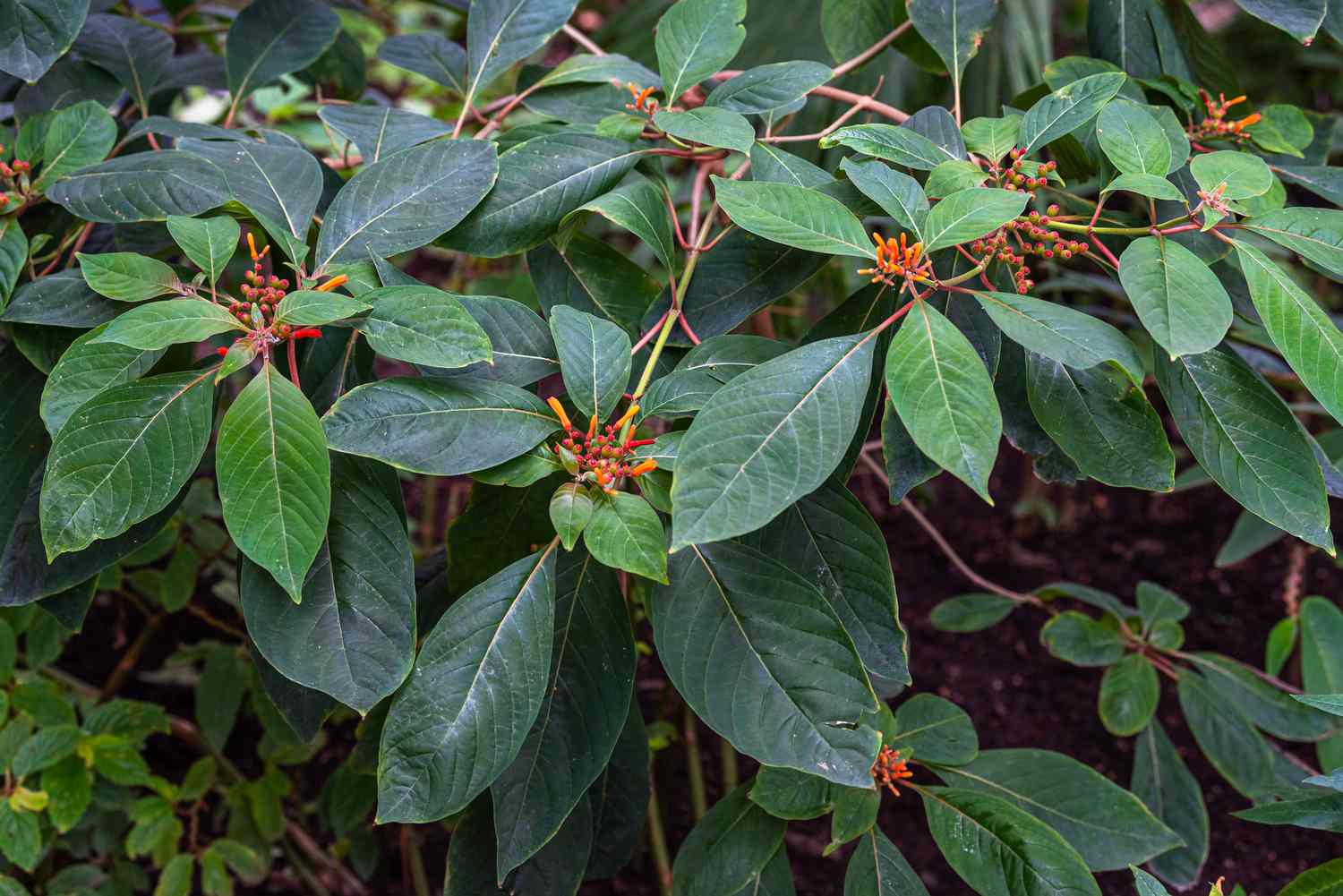 Firebush is a shrub characterized by its broad green foliage and petite tubular flowers that are a vibrant orange-red hue.