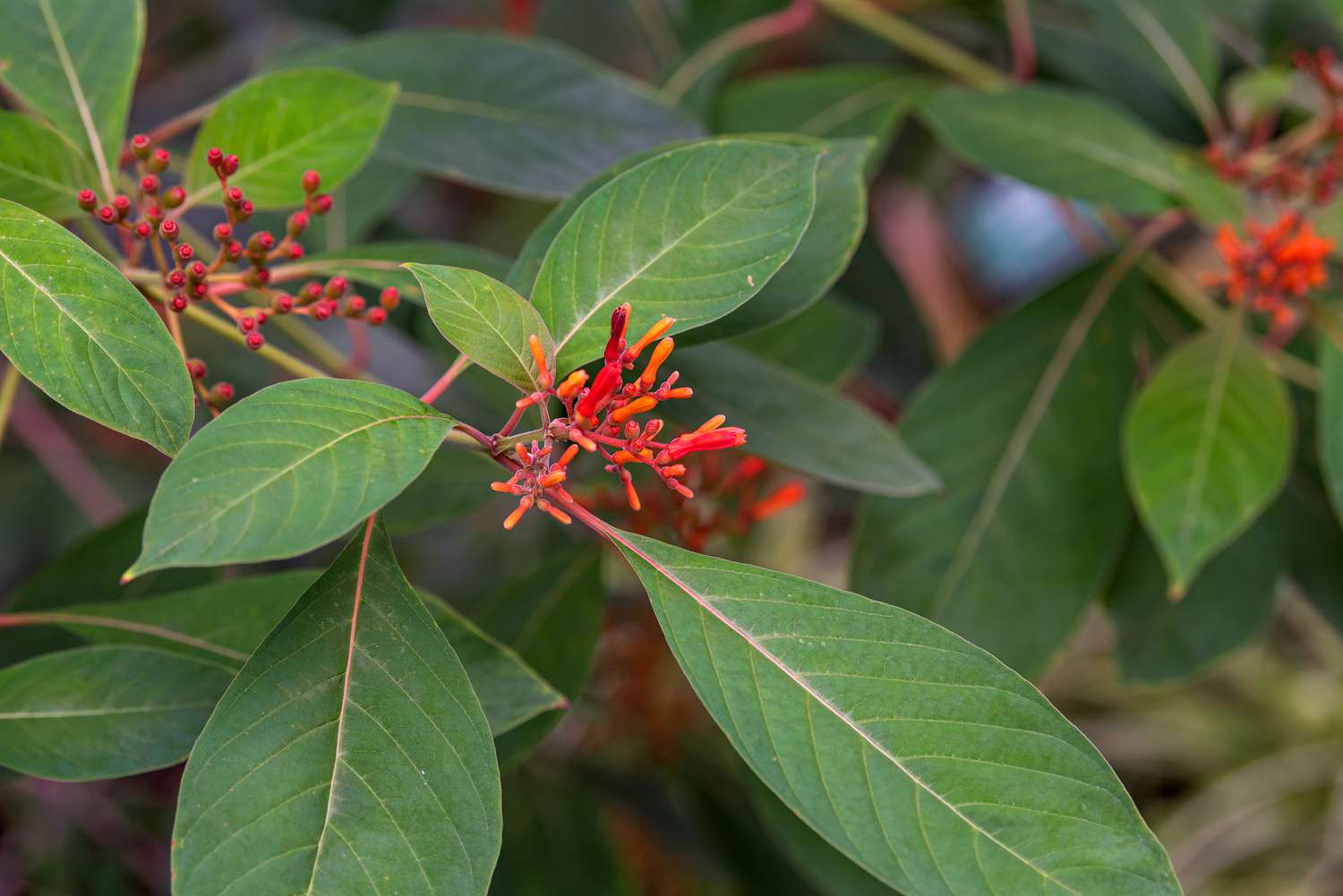 A branch of the firebush shrub adorned with vibrant orange-red tubular blossoms, encircled by broad green foliage.