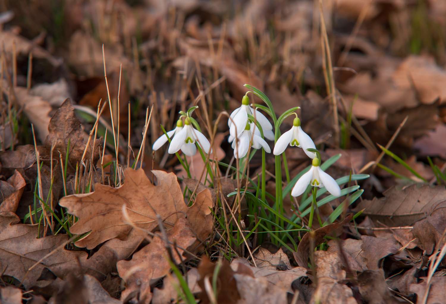 Tiny snowdrop plants, Galanthus nivalis, emerge amidst a bed of brown leaves, showcasing their delicate white blossoms.