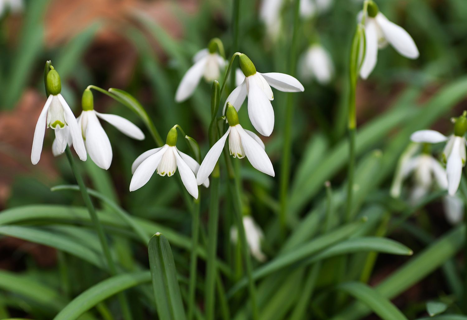 Close-up of the Snowdrop (Galanthus nivalis) featuring delicate white flowers with wing-like petals.