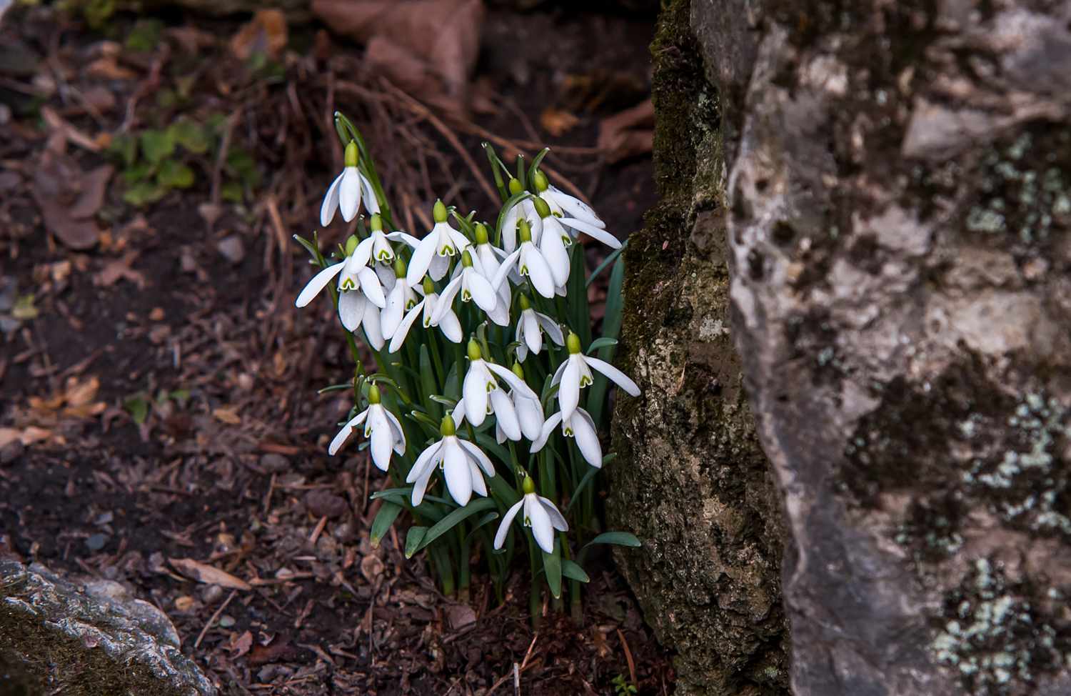 A snowdrop (Galanthus nivalis) growing beside a large boulder, adorned with delicate white blossoms.