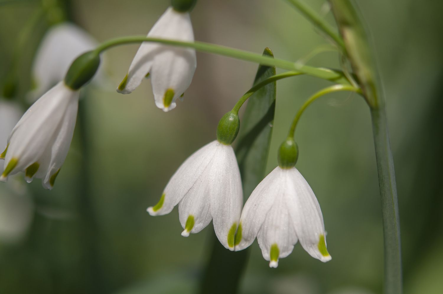 Snowdrop leucojum aestivum is a plant characterized by its petite, white, pendulous blossoms.