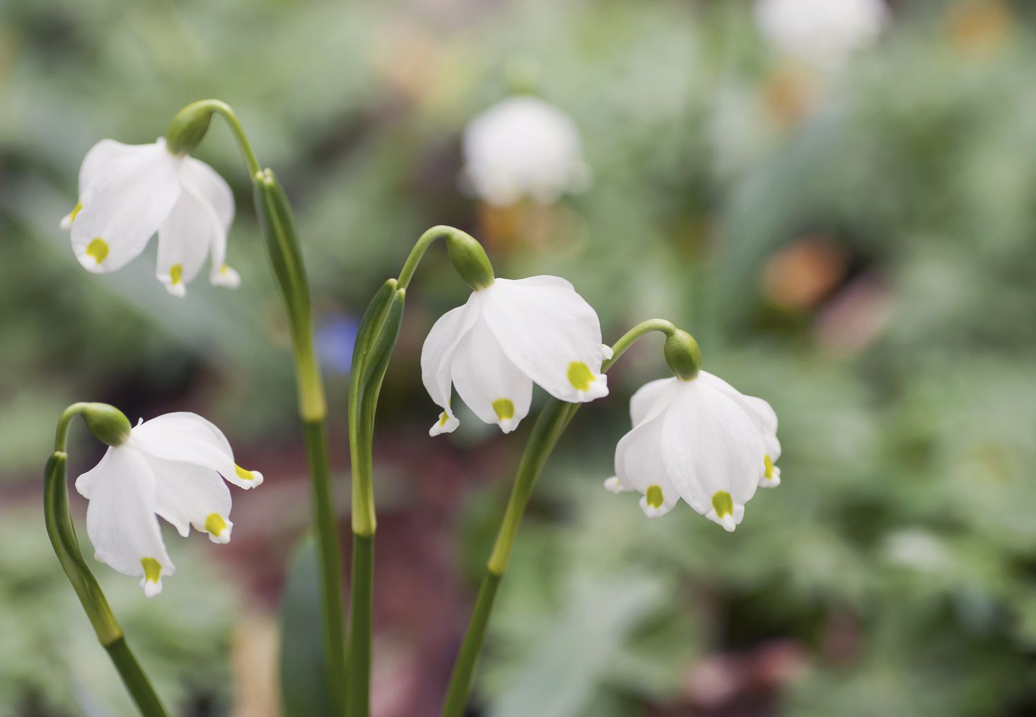 Close-up of Snowdrop (leucojum vernum) stems adorned with delicate, drooping white blossoms.