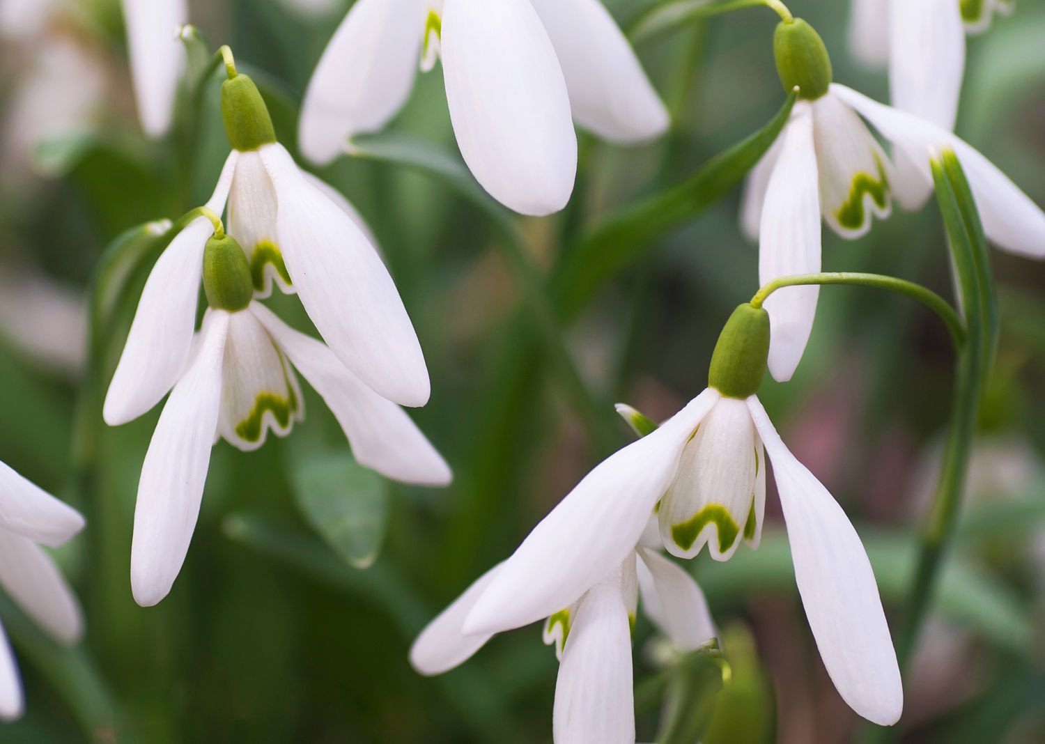 Close-up of the Snowdrop (Galanthus nivalis) featuring delicate white flowers with wing-like petals.