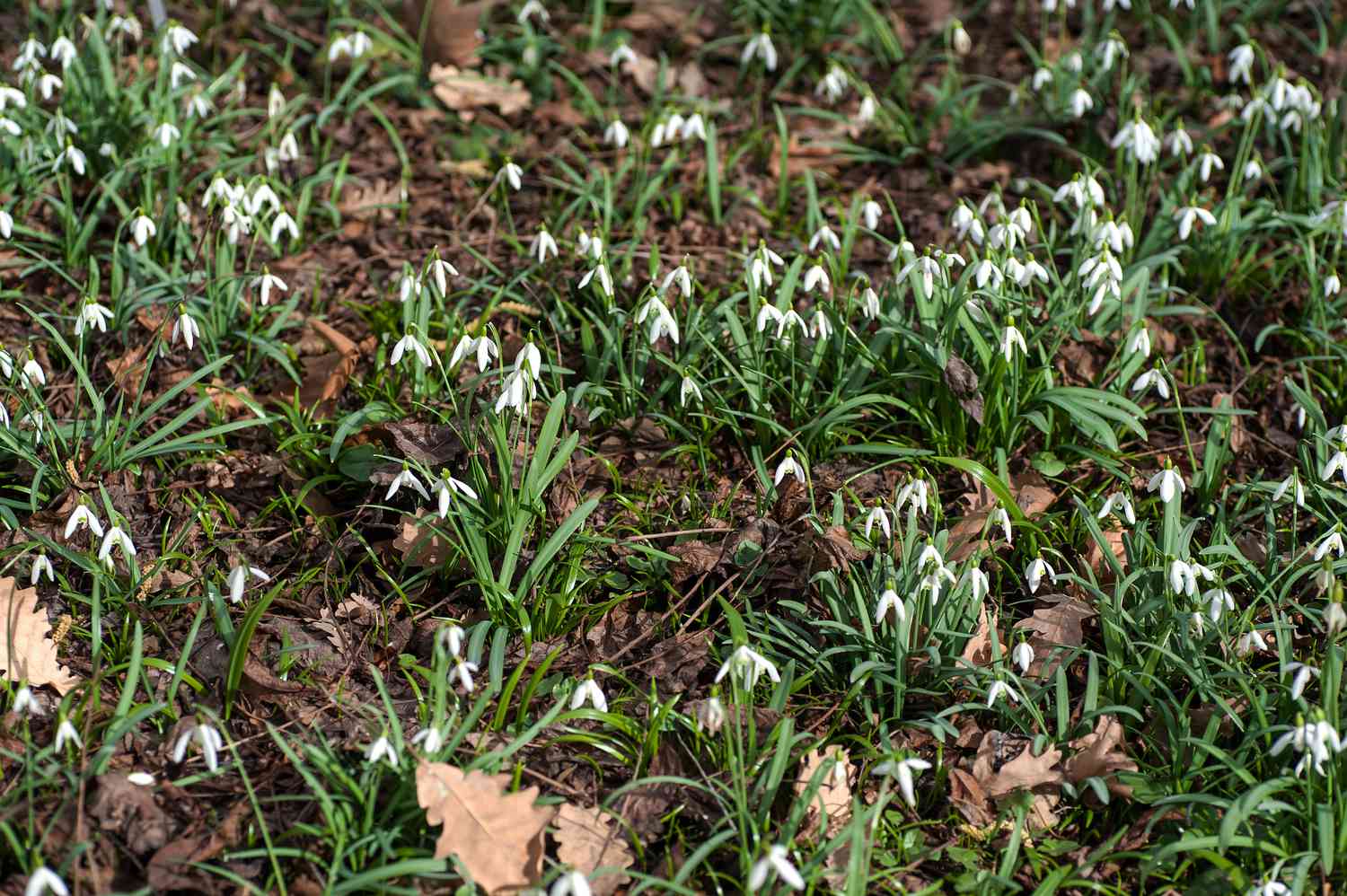 Galanthus nivalis, commonly known as snowdrop, emerges amidst a carpet of dried leaves, showcasing its delicate white blossoms.