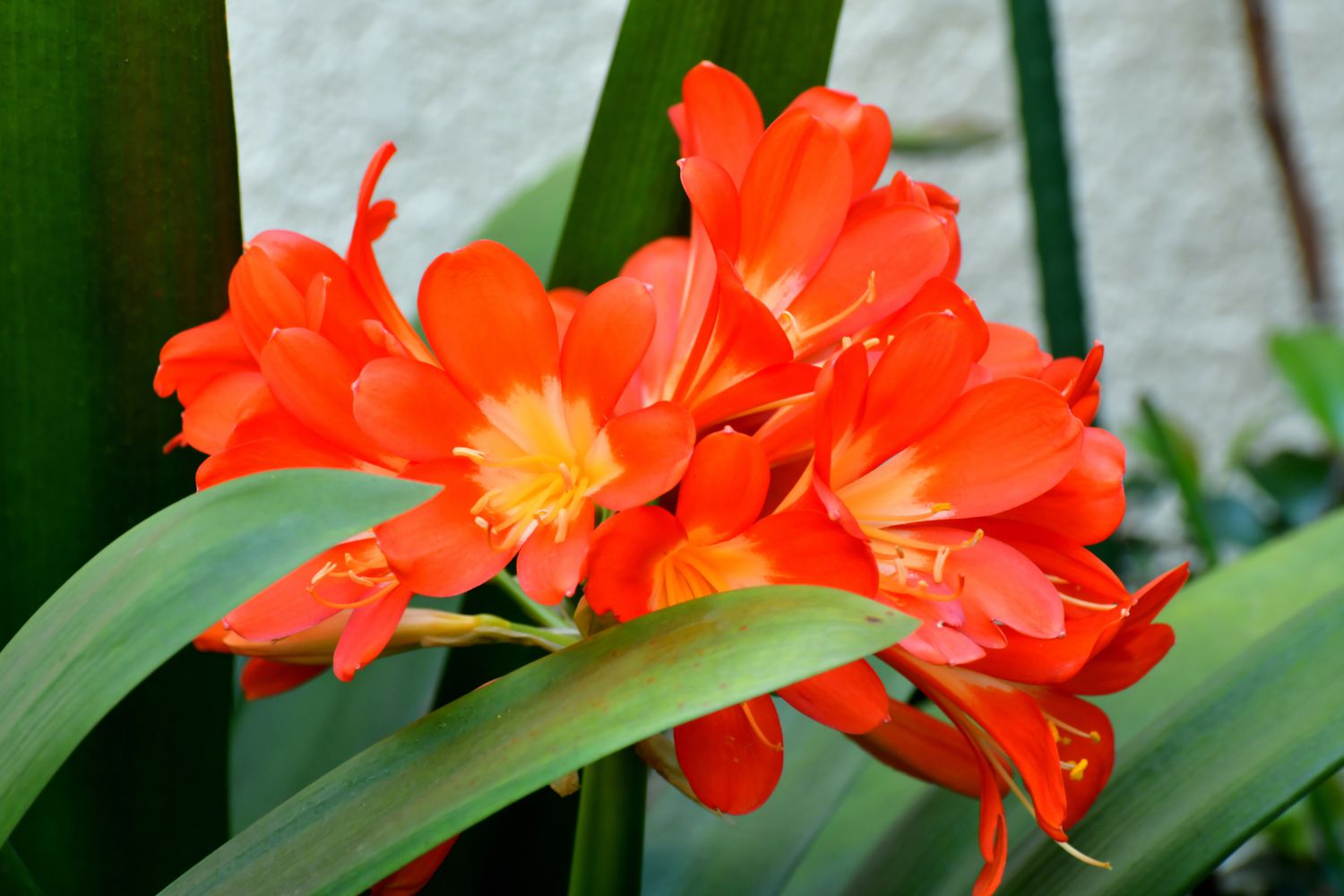 Doris Fire Lily