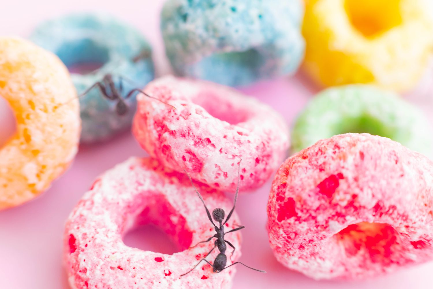 Insects crawling on sweet breakfast flakes.