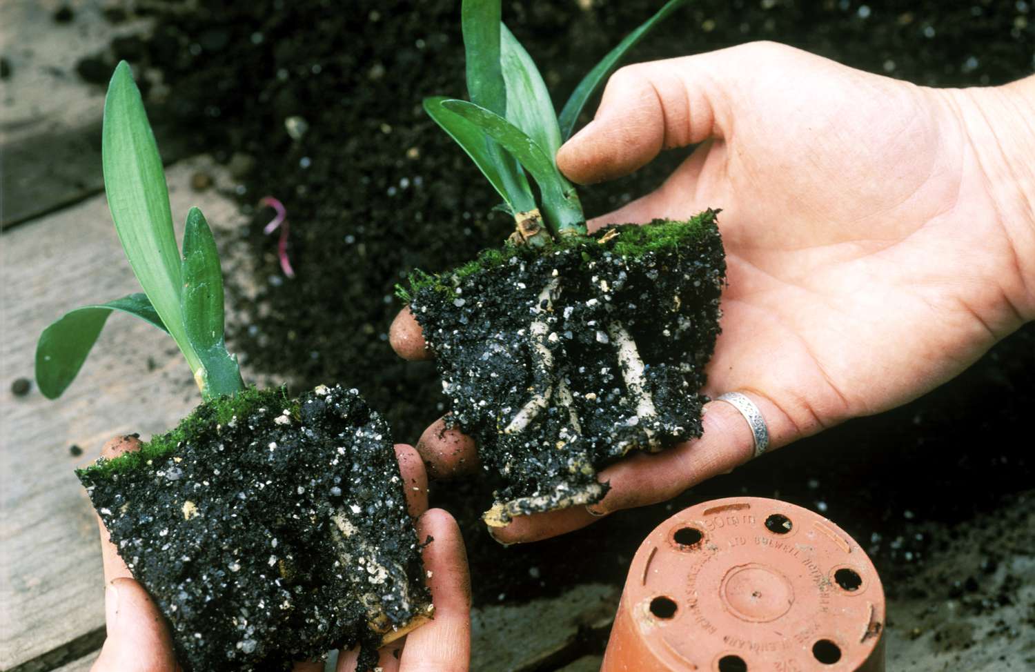 Splitting Fire Lily Plants