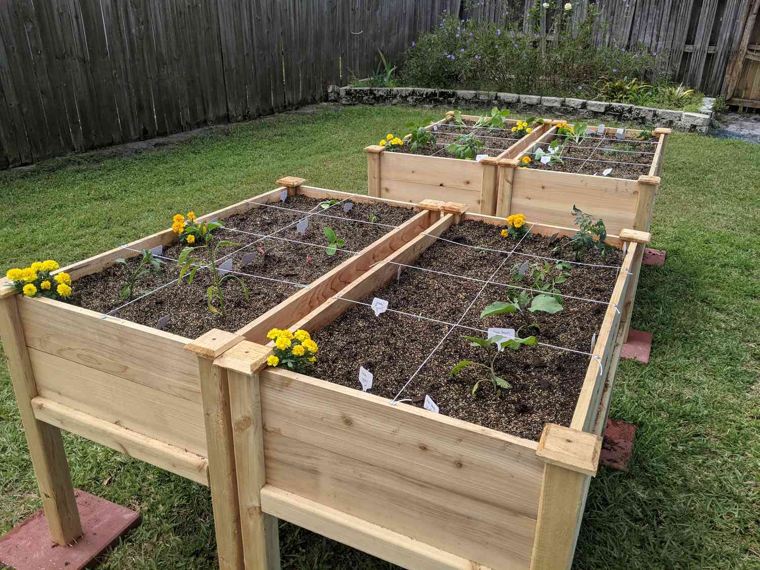 Diverse vegetable garden in containers