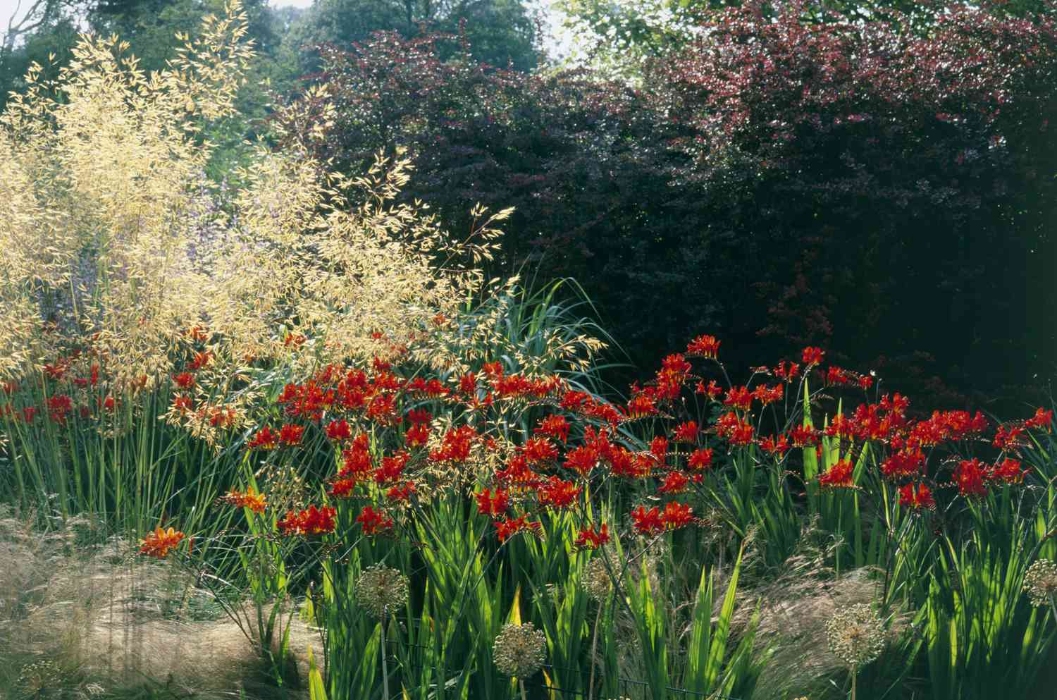 Scarlet Crocosmia