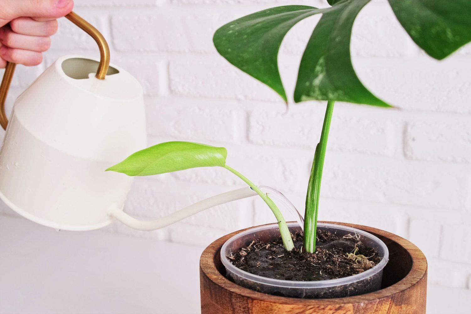 Individual tending to a newly transplanted monstera cutting by watering it.