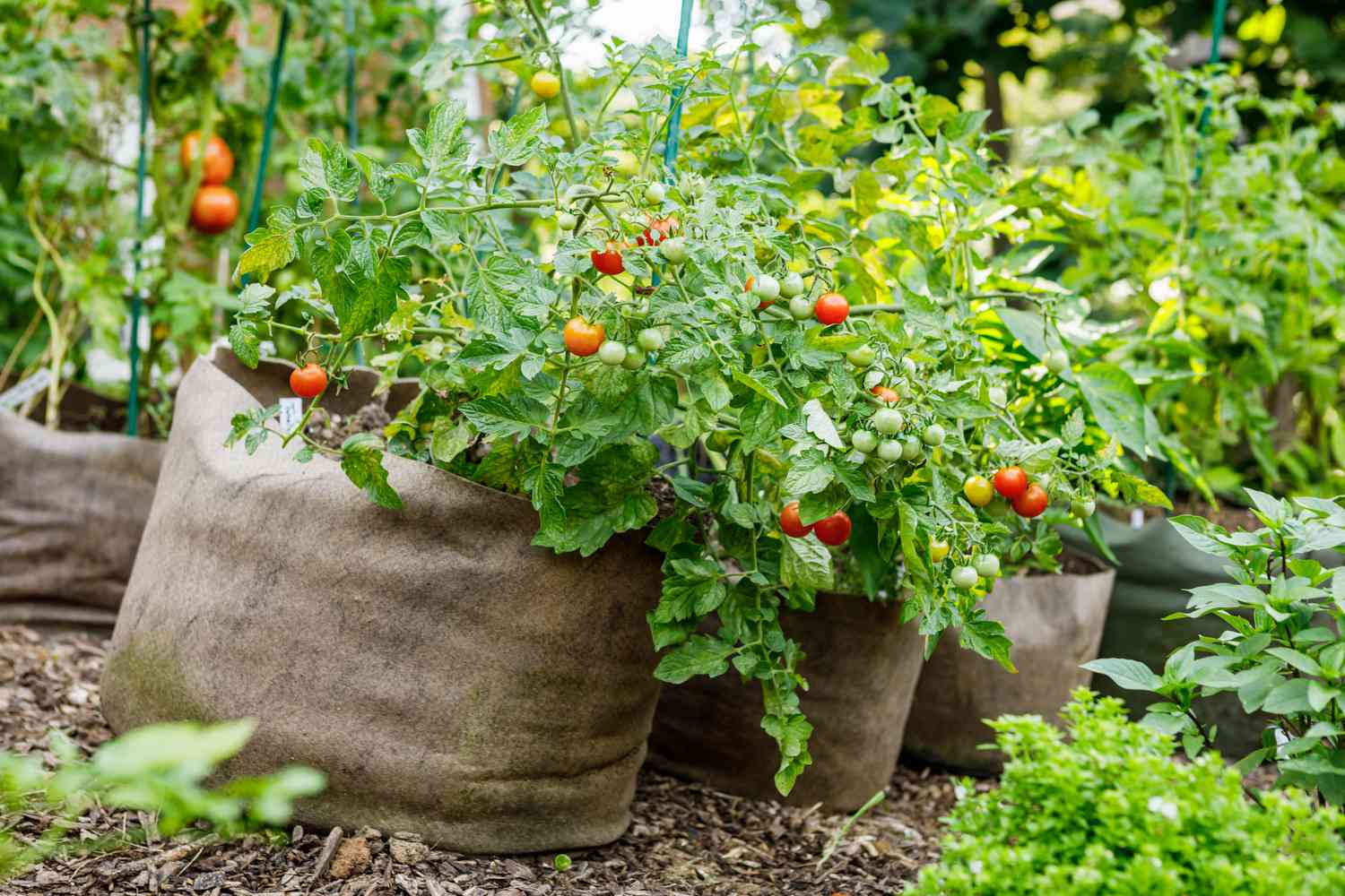 Cherry tomatoes cultivated in planting bags.