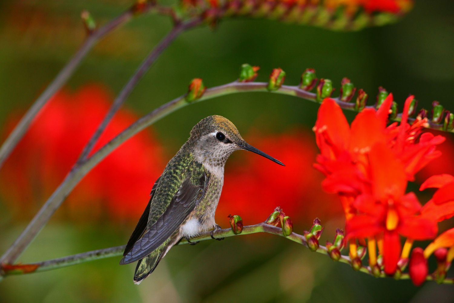 Crocosmia draws in hummingbirds.