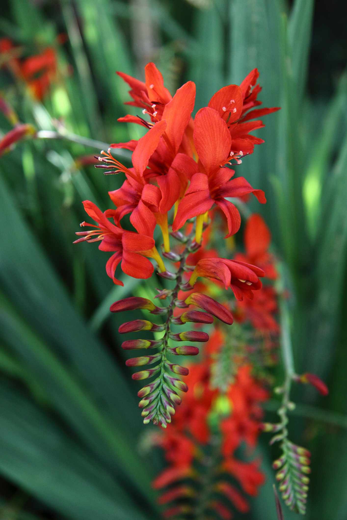 Crocosmia 