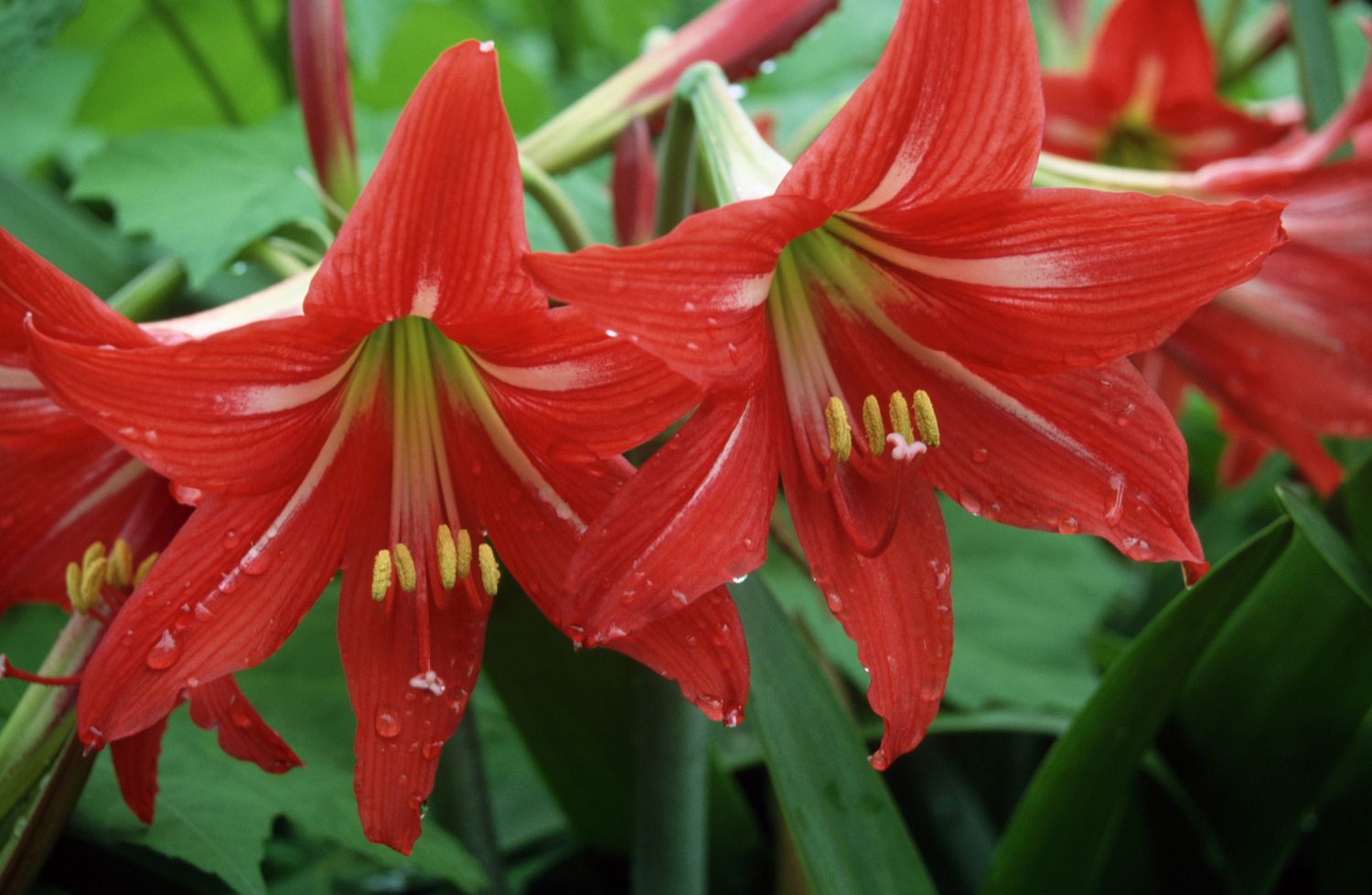 Amaryllis Blooms