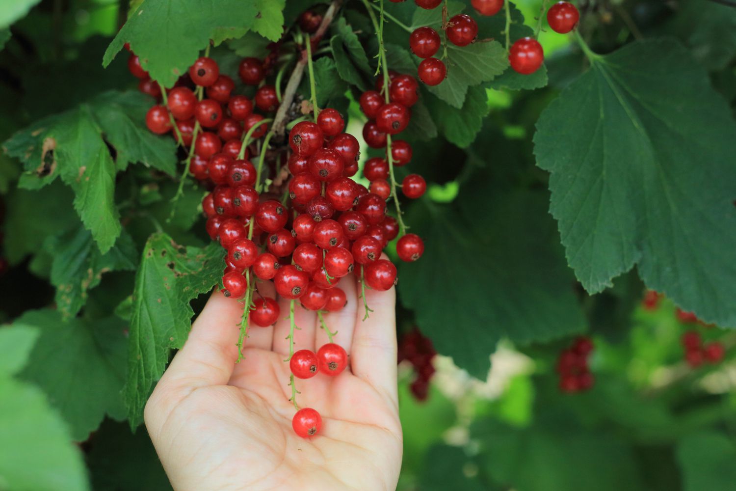 When gathering red currants, be sure to collect the whole bunch.