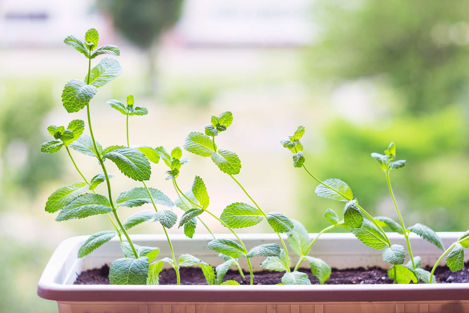 Mint growing in a flower pot.