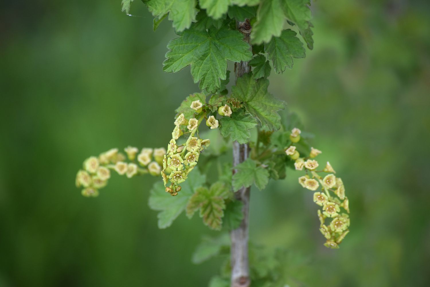 Blooming red currants