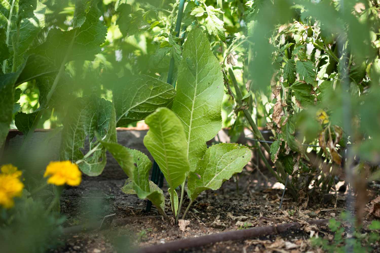 A horseradish plant featuring broad, veined foliage thriving in a vegetable patch.