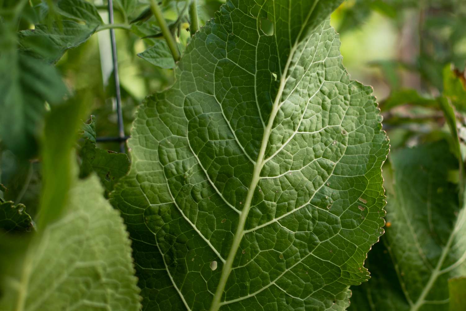 Close-up of a horseradish plant featuring a sizable leaf characterized by prominent veins and a wrinkled appearance.