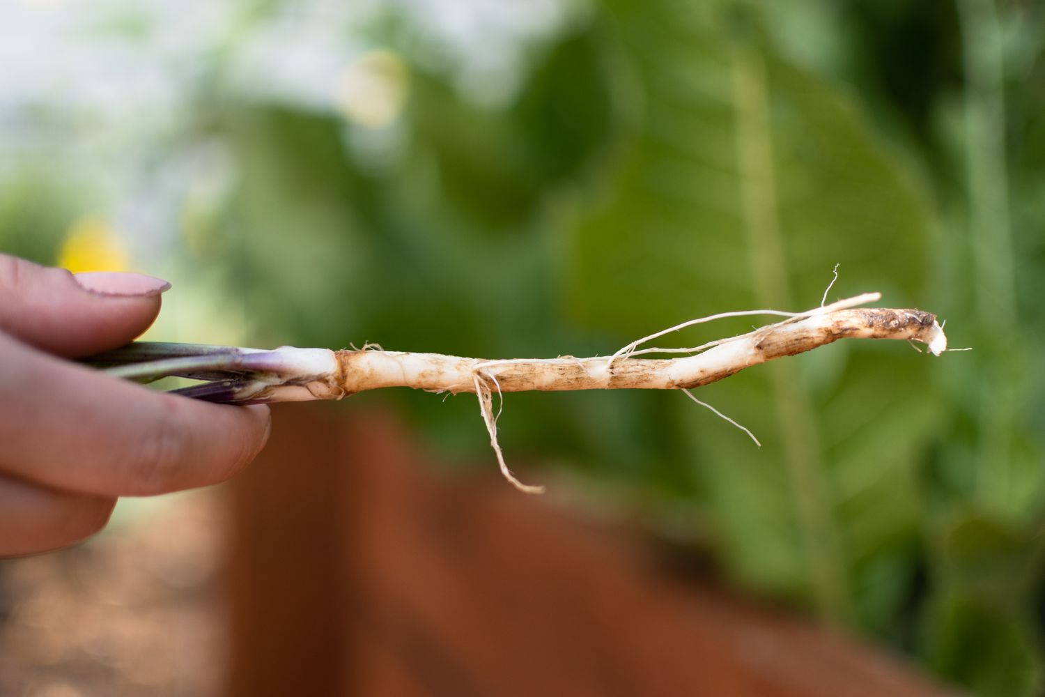 Close-up of a hand holding a root of horseradish plant.