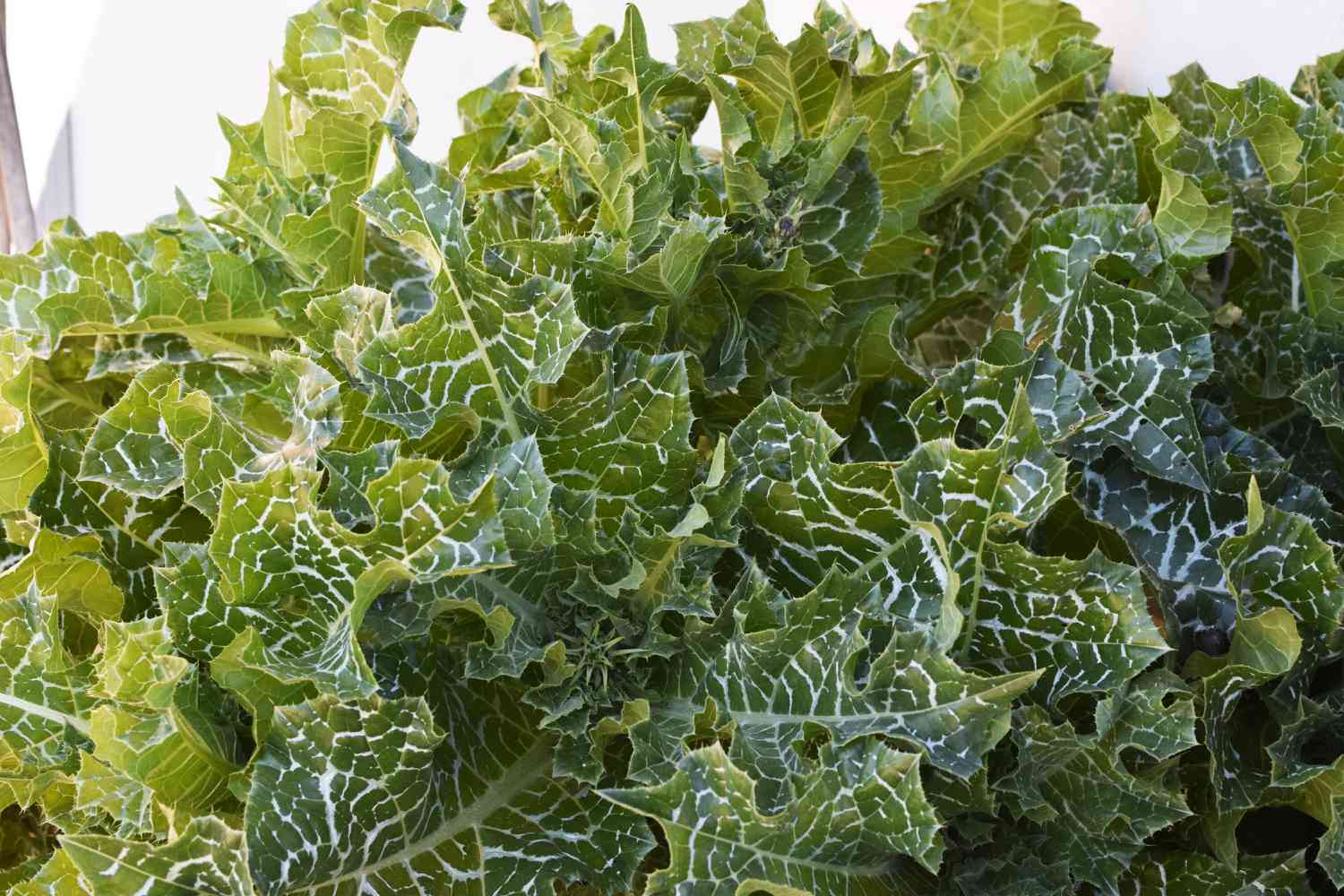 Marbled foliage of milk thistle