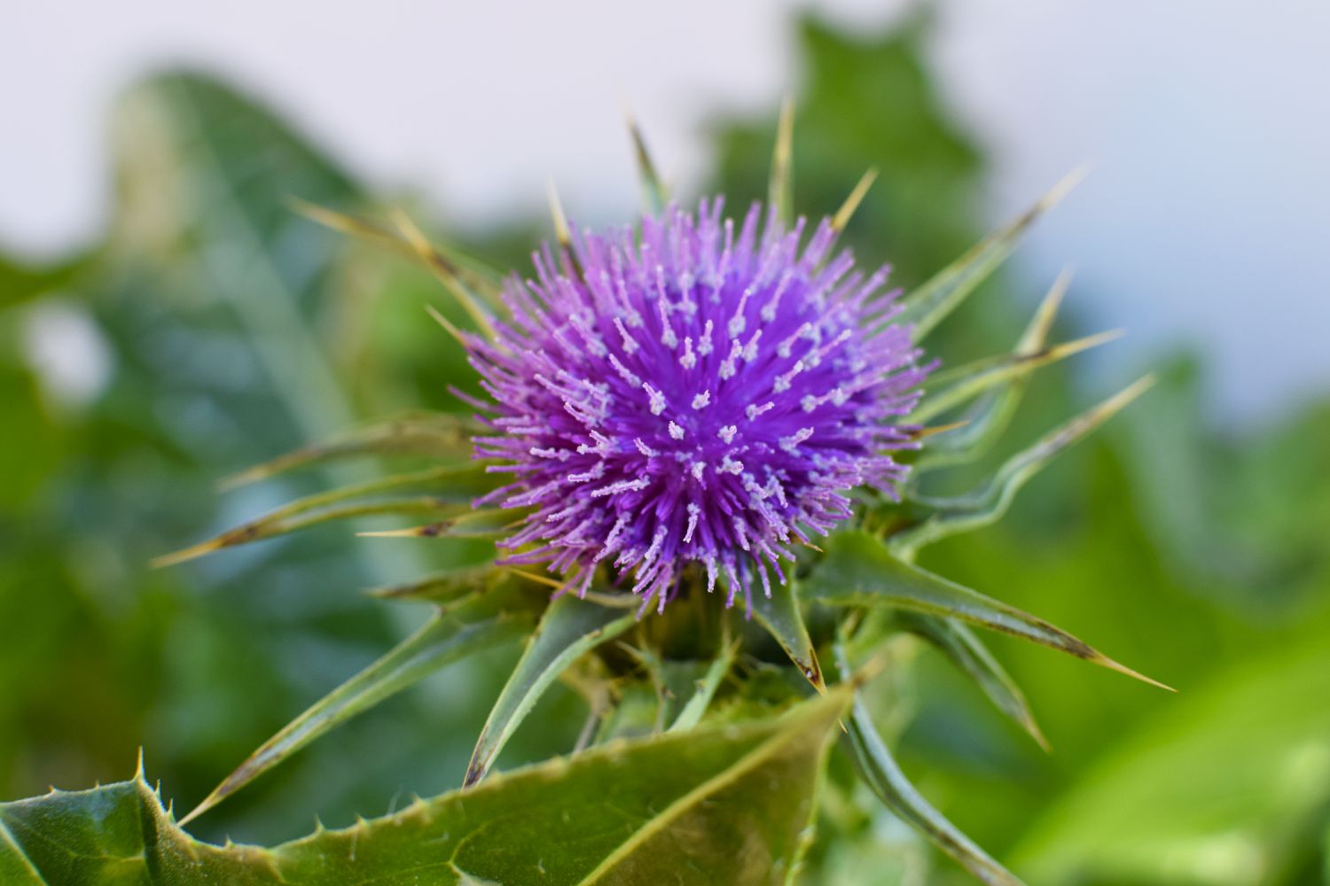 Close-up of milk thistle featuring its purple blossoms.