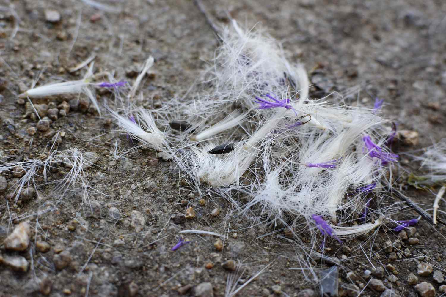 Milk thistle seeds on rugged terrain.